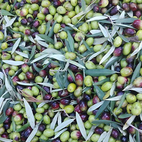 Olio extra vergine di oliva BIO cultivar Coratina