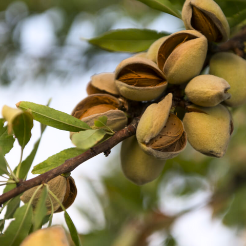Mandorla in guscio varietà Filippo Cea