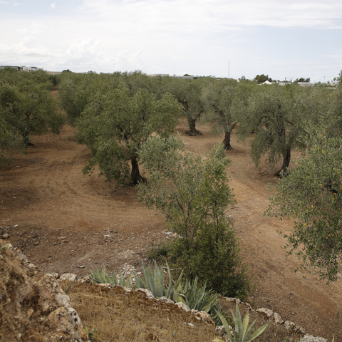 Olio extra vergine di oliva cultivar Ogliarola